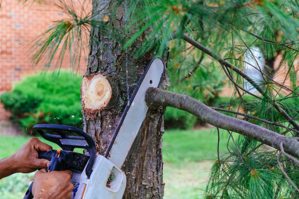 Best Emergency Tree Removal Services  in Harpersville, AL